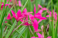 Rhodohypoxis Blume Samen zur Aussaat