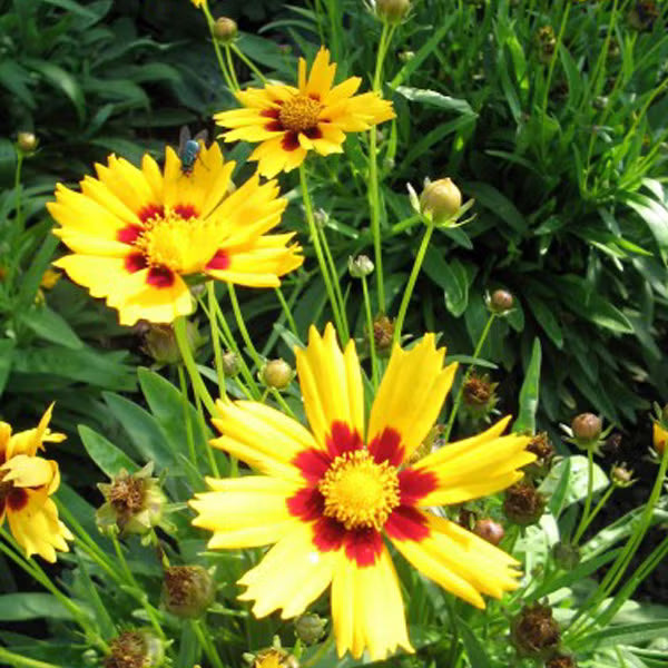 Coreopsis Blumensamen zur Aussaat Schnitt Blume beliebt Traditionssorte & ohne Gentechnik Samen Hausgarten