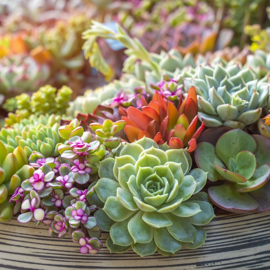 Grün Chicks Sempervivum Blumensamen zur Aussaat – sonnenliebend – Traditionssorte & ohne Gentechnik Samen Hausgarten