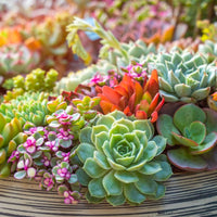 Grün Chicks Sempervivum Blumensamen zur Aussaat – sonnenliebend – Traditionssorte & ohne Gentechnik Samen Hausgarten