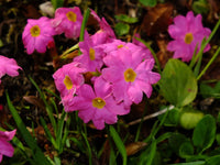 Himalayan Schlüsselblume Blumensamen zur Aussaat hochwertige Qualitäts- Traditionssorte & ohne Gentechnik Samen Hausgarten