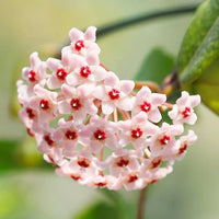 Rosa Weiß Hoya Carnosa Blumensamen zur Aussaat leuchtend Blüten Traditionssorte & ohne Gentechnik Samen Hausgarten