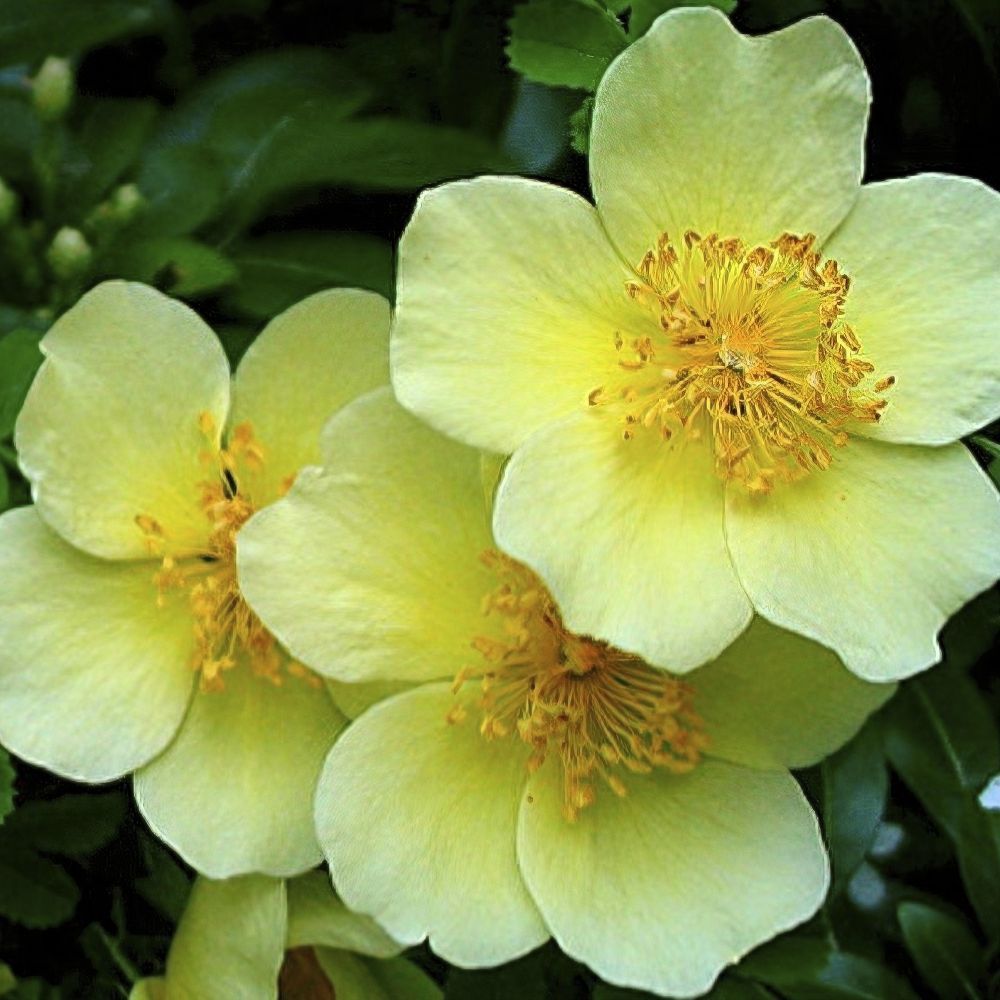 Gelb Xanthina Blumensamen zur Aussaat – Halbschatten verträglich – Traditionssorte & ohne Gentechnik Samen Hausgarten