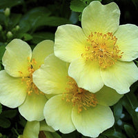 Gelb Xanthina Blumensamen zur Aussaat – Halbschatten verträglich – Traditionssorte & ohne Gentechnik Samen Hausgarten