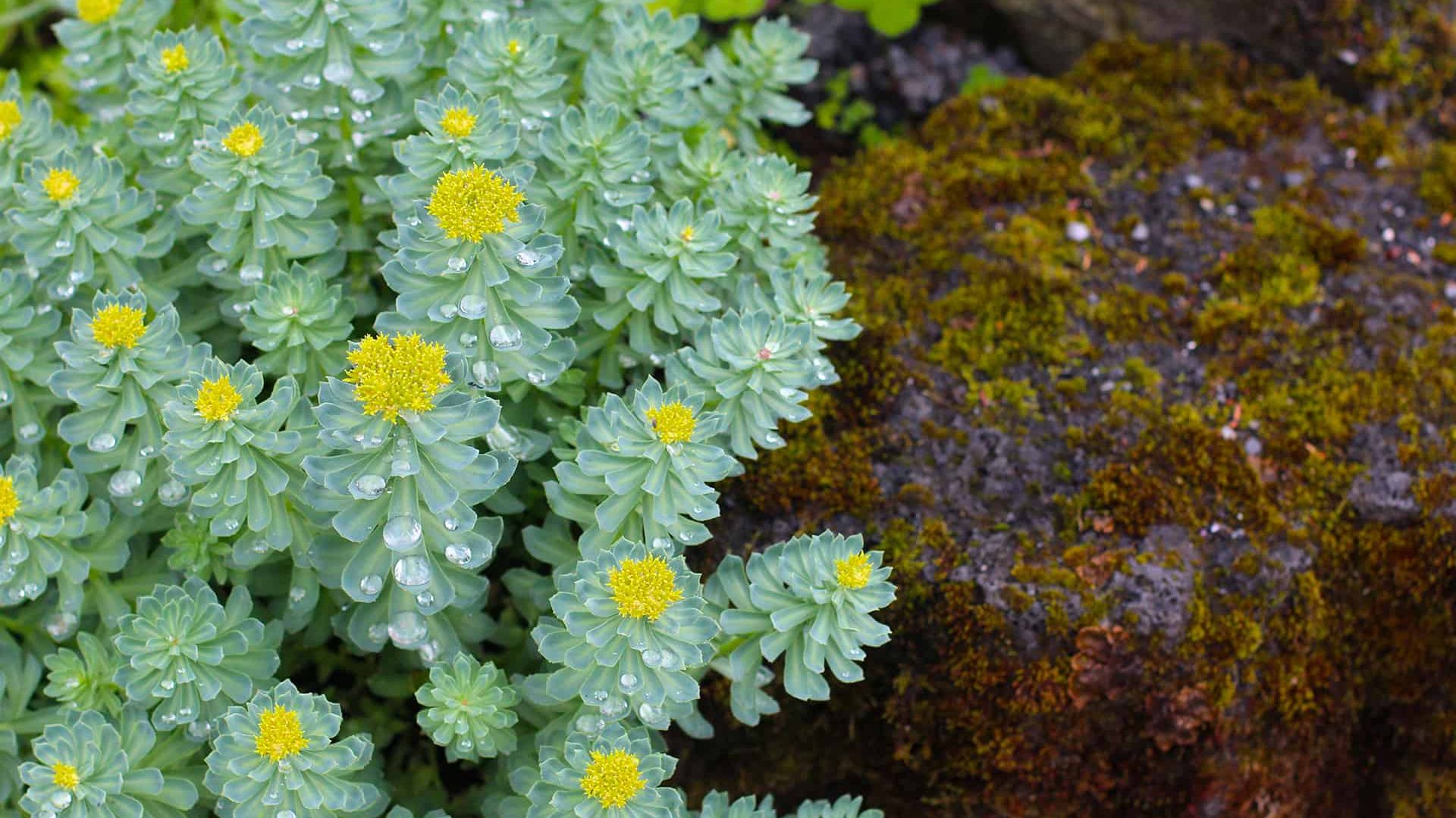 Grün Rhodiola Rosea Blumensamen zur Aussaat – robust Sorte – Traditionssorte & ohne Gentechnik Samen Hausgarten