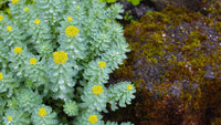 Grün Rhodiola Rosea Blumensamen zur Aussaat – robust Sorte – Traditionssorte & ohne Gentechnik Samen Hausgarten