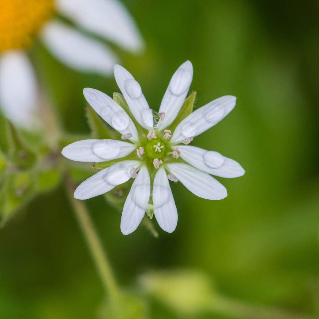 Chickweed Blume Samen zur Aussaat ideal Gardening