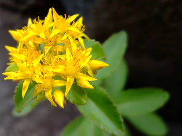 Gelb Aizoon Blumensamen Aussaat