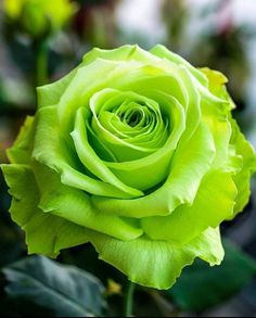 Grün Roses Blumensamen zur Aussaat kompakt Wuchs Traditionssorte & ohne Gentechnik Samen Hausgarten