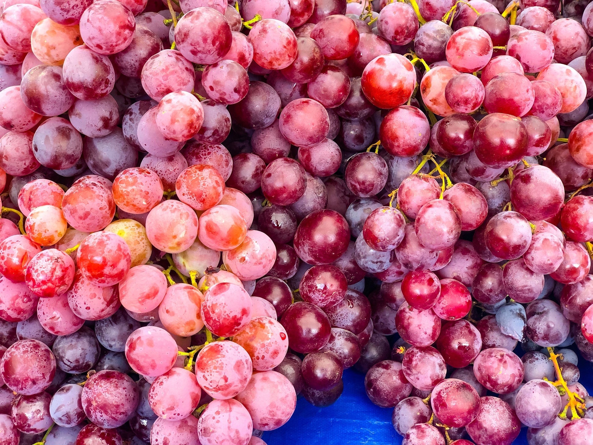 Vitis vinifera Rot Samen für einfaches Anpflanzen