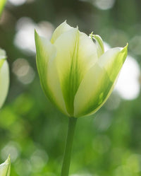 Gelb Grün Tulpe Blumensamen zur Aussaat – Landhaus Garten wichtig – Traditionssorte & ohne Gentechnik Samen Hausgarten