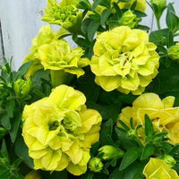 Gelb gefüllt Petunie Blumensamen zur Aussaat Traditionssorte ohne Gentechnik Garten Blüten hochwertige Qualitäts-