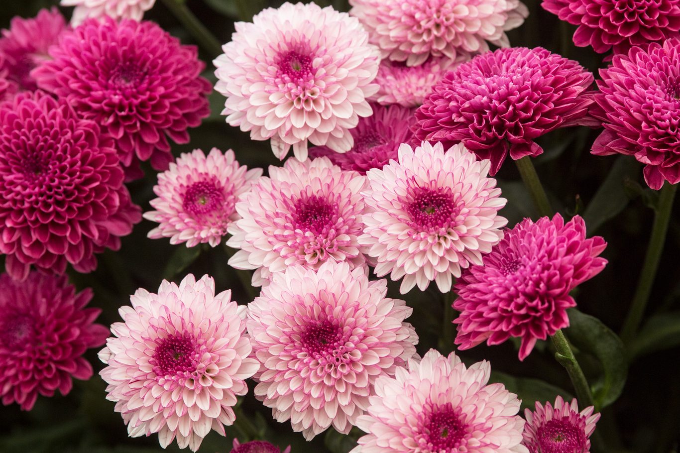 selten Rosa Chrysantheme Bonsai Samen zur Aussaat