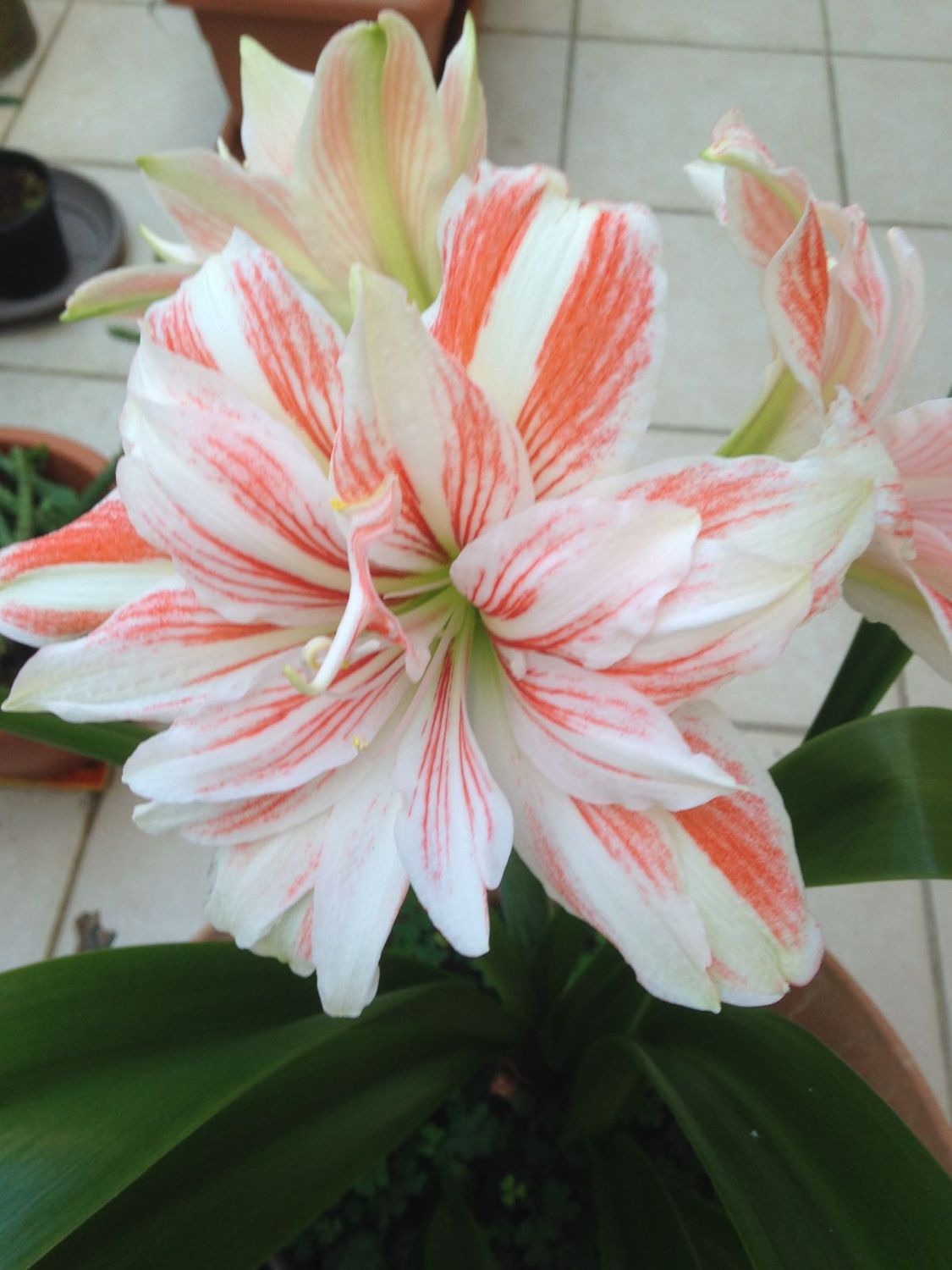 Hippeastrum Blumensamen zur Aussaat kompakt Wuchs Traditionssorte & ohne Gentechnik Samen Hausgarten