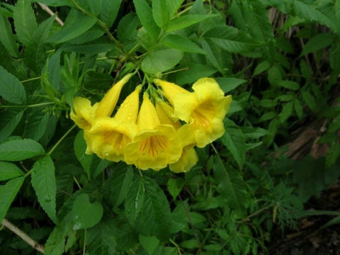 Tecoma Stans Blumensamen zur Aussaat Bestäuber freundlich Traditionssorte & ohne Gentechnik Samen Hausgarten