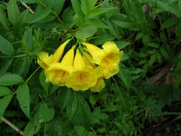 Tecoma Stans Blumensamen zur Aussaat Bestäuber freundlich Traditionssorte & ohne Gentechnik Samen Hausgarten