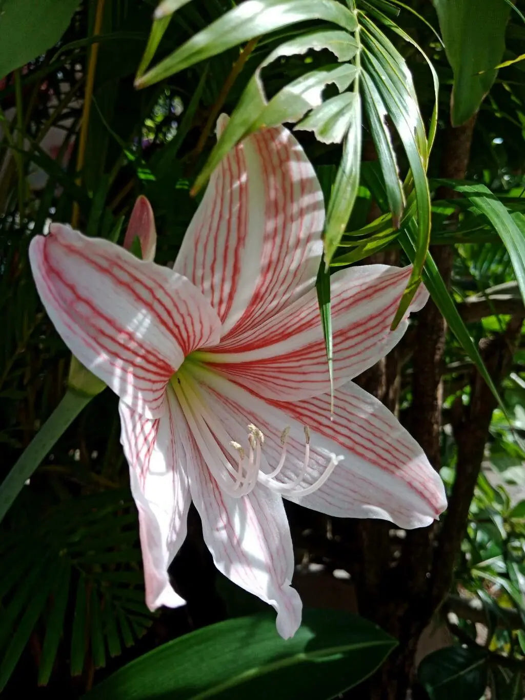 Rot Weiß Hippeastrum Rutilum Blumensamen zur Aussaat duftend Blüten Traditionssorte & ohne Gentechnik Samen Hausgarten