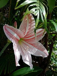 Rot Weiß Hippeastrum Rutilum Blumensamen zur Aussaat duftend Blüten Traditionssorte & ohne Gentechnik Samen Hausgarten
