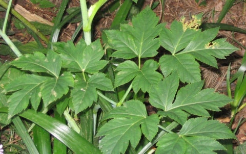 Ashitaba Samen – Kräuterpflanze (Angelica keiskei)