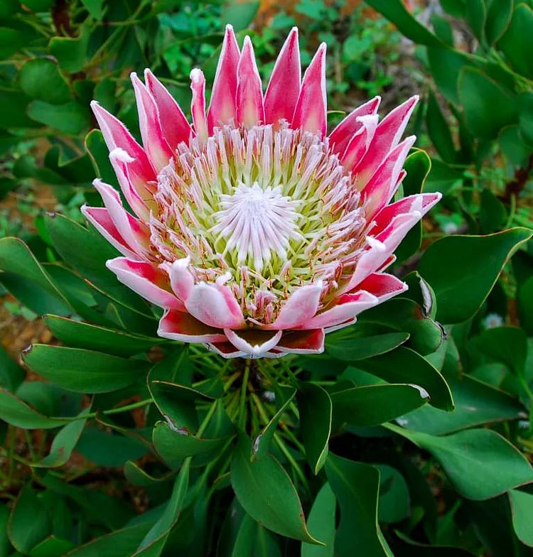 Rosa Weiß Protea Blumensamen zur Aussaat – Wildblume Mischung – Traditionssorte & ohne Gentechnik Samen Hausgarten