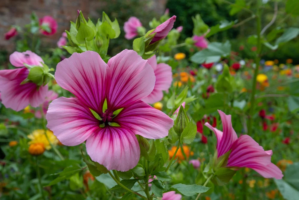 Traditionssorte Rose Mallow Blumensamen zur Aussaat Bestäuber freundlich Traditionssorte & ohne Gentechnik Samen Hausgarten