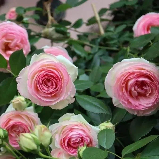 Rosa Lonza Gemstone Blumensamen zur Aussaat – Traditionssorte – ohne Gentechnik – Sonne- Garten Samen