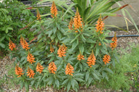 Isabelliana Blumensamen zur Aussaat farbenfroh Schau Traditionssorte & ohne Gentechnik Samen Hausgarten