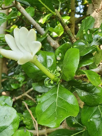 Weiß Volkensii Blumensamen zur Aussaat – Schnitt Blume beliebt – Traditionssorte & ohne Gentechnik Samen Hausgarten