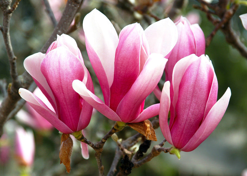 Magnolia Blume Samen zur Aussaat – Anzucht Blüten Garten