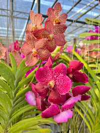Gemischt Orchidee Blumensamen einfache Aussaat