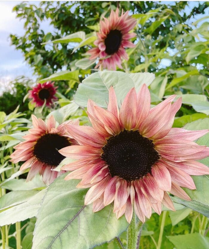 Sonnenblume Blumensamen zur Aussaat – hochwertige Qualitäts- – Traditionssorte & ohne Gentechnik Samen Hausgarten