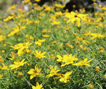 Gelb mehrjährig Blumensamen zur Aussaat hochwertige Qualitäts- Traditionssorte & ohne Gentechnik Samen Hausgarten