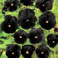 Schwarz Azalee Blumensamen zur Aussaat duftend Blüten Traditionssorte & ohne Gentechnik Samen Hausgarten