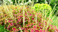 tief Blau Buntnessel Blumensamen zur Aussaat Garten beliebt Traditionssorte & ohne Gentechnik Samen Hausgarten