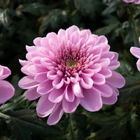 Weiß Rosa Chrysantheme Blumensamen zur Aussaat – leuchtend Blüten – Traditionssorte & ohne Gentechnik Samen Hausgarten