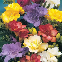 Multi freesia blume samen for anpflanzung - sun loving, heirloom & gmo free samen for home garten
 
 sale samen for anpflanzung in home garten