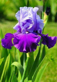 Iris Blumensamen zur Aussaat – hochwertige Qualitäts- – Traditionssorte & ohne Gentechnik Samen Hausgarten