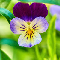 Violett Johnny Blumensamen zur Aussaat – leuchtend Blüten – Traditionssorte & ohne Gentechnik Samen Hausgarten