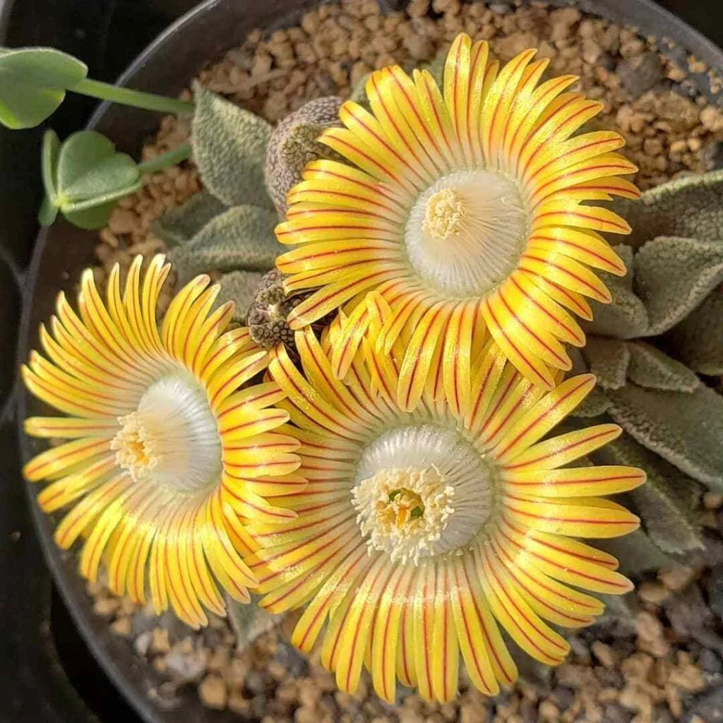 Gelb Nananthus Blumensamen zur Aussaat Bestäuber freundlich Traditionssorte & ohne Gentechnik Samen Hausgarten