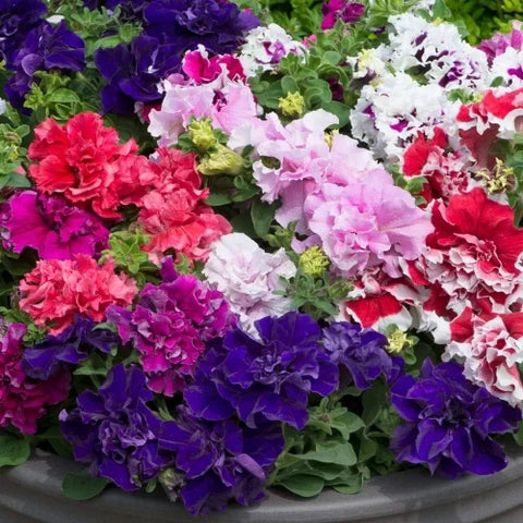 Cascade Blumensamen zur Aussaat kompakt Wuchs Traditionssorte & ohne Gentechnik Samen Hausgarten