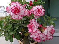 Wüstenrose Desert Blumensamen zur Aussaat – Anzucht – Traditionssorte & ohne Gentechnik Samen Hausgarten