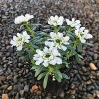 Weiß Candytuf Blumensamen zur Aussaat – hochwertige Qualitäts- – Traditionssorte & ohne Gentechnik Samen Hausgarten