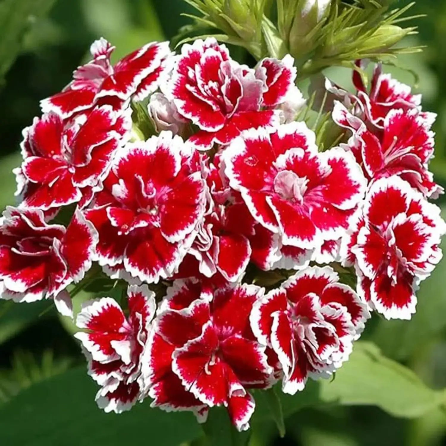 Weiß Crimson Rim Blumensamen zur Aussaat – Bestäuber freundlich – Traditionssorte & ohne Gentechnik Samen Hausgarten