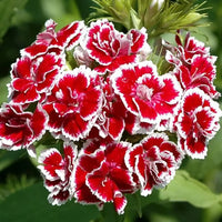Weiß Crimson Rim Blumensamen zur Aussaat – Bestäuber freundlich – Traditionssorte & ohne Gentechnik Samen Hausgarten