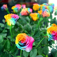 Orange Rainbow Potted Rose Blumensamen zur Aussaat leuchtend Traditionssorte & ohne Gentechnik Samen Hausgarten