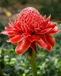 Rosa Etlingera Blumensamen zur Aussaat – Anzucht – Traditionssorte & ohne Gentechnik Samen Hausgarten