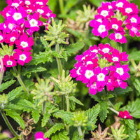 Burgundy verbena blume samen for anpflanzung - pollinator friendly, heirloom & gmo free samen for home garten
 
 sale samen for anpflanzung in home garten