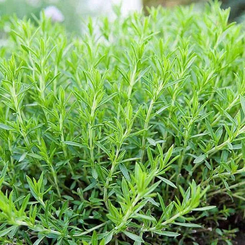 Semi di dragoncello, Artemisia dracunculus