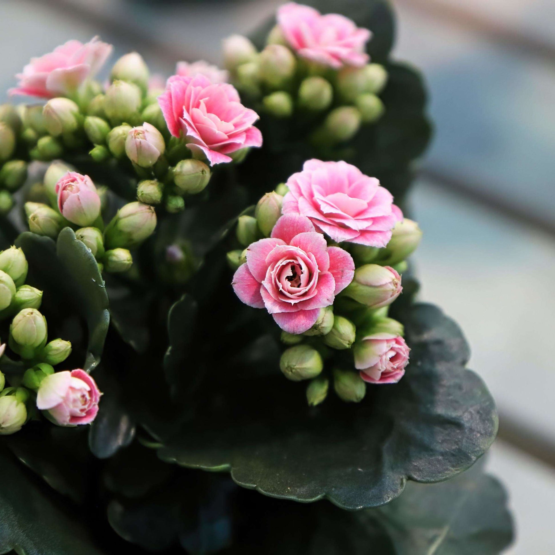 Rosa Flammendes Käthchen Blumensamen zur Aussaat pflegeleicht Traditionssorte & ohne Gentechnik Samen Hausgarten