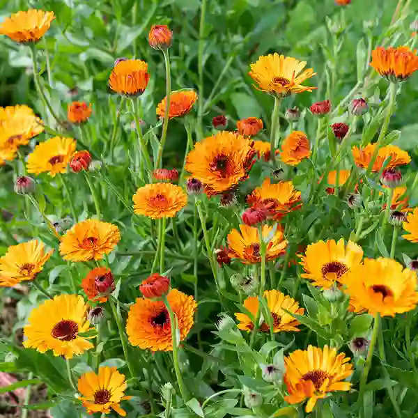 Calendula Blumensamen zur Aussaat robust Sorte Traditionssorte & ohne Gentechnik Samen Hausgarten